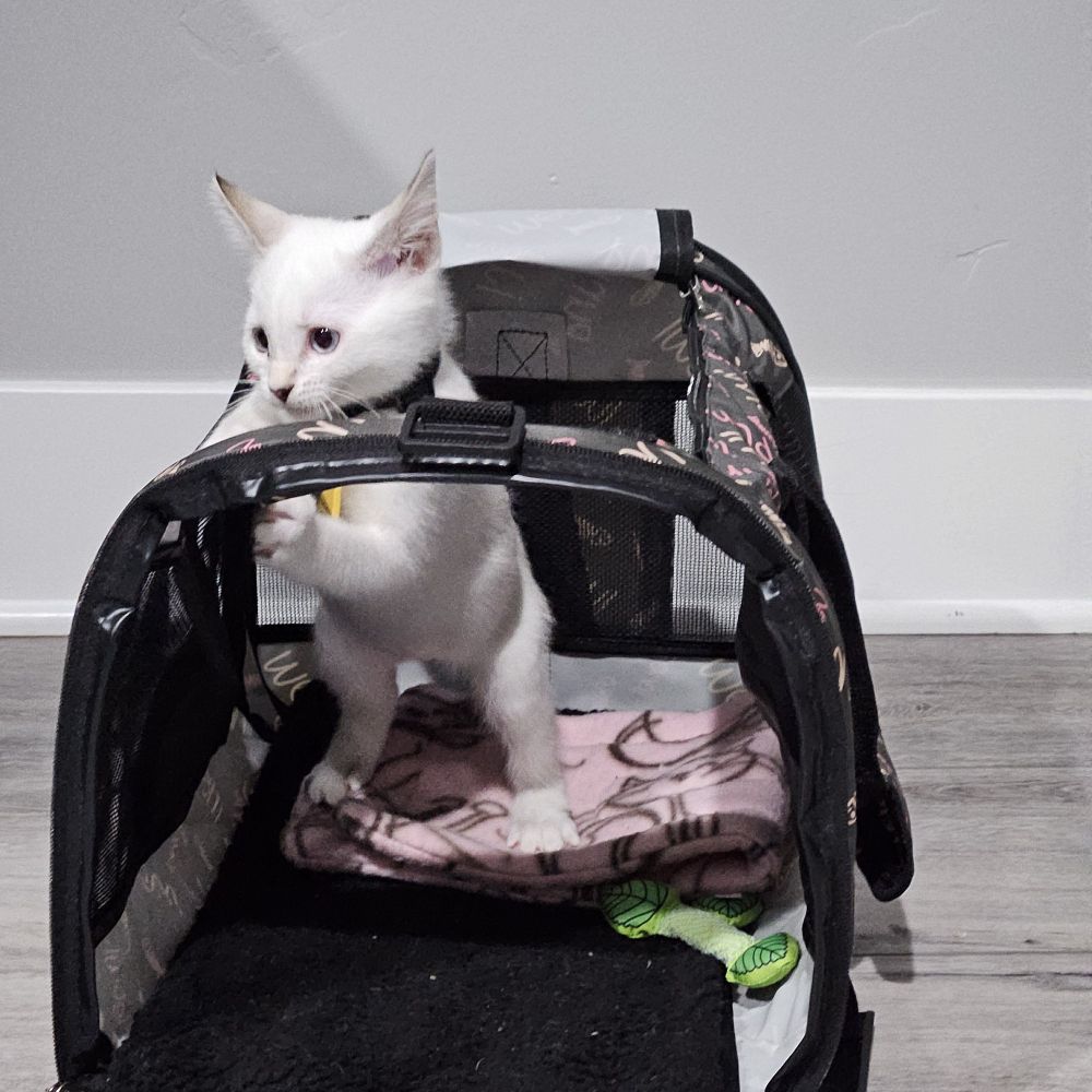 Laura Lee pensively climbs her carrying crate