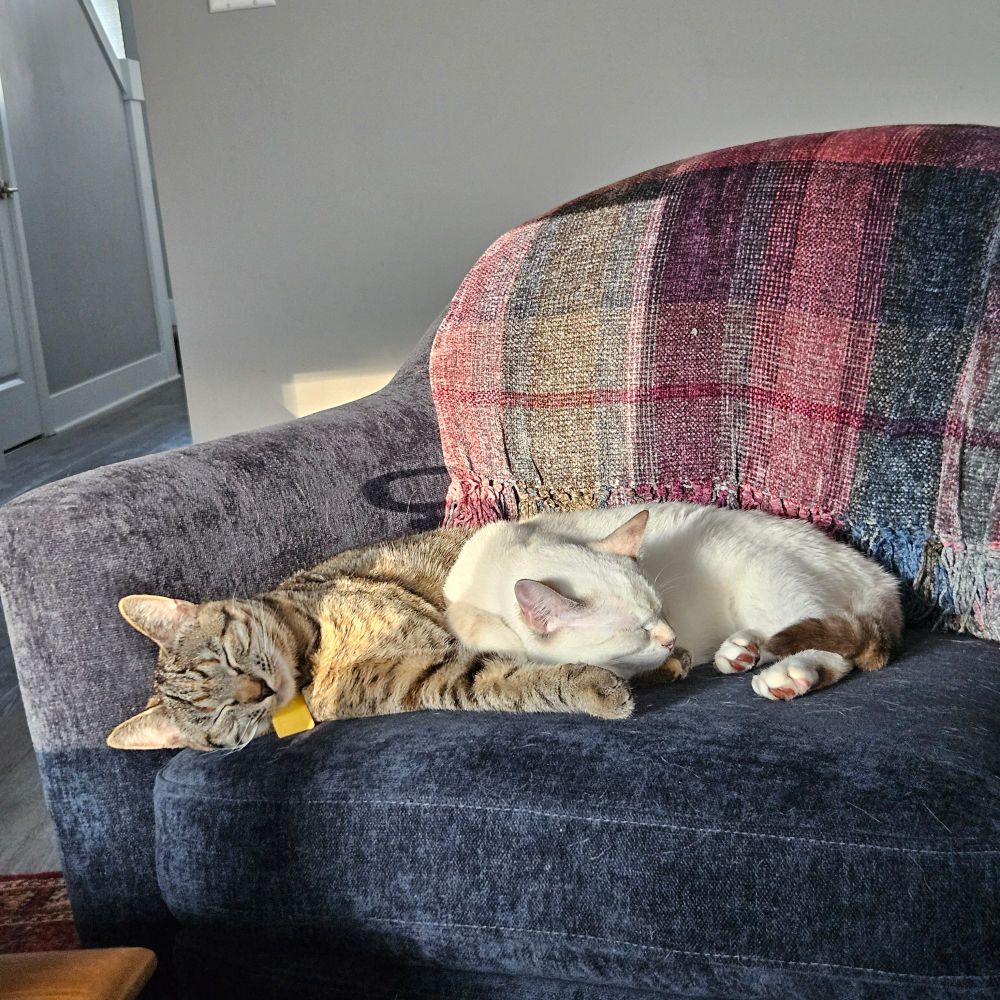 Two sisters curled up sleeping