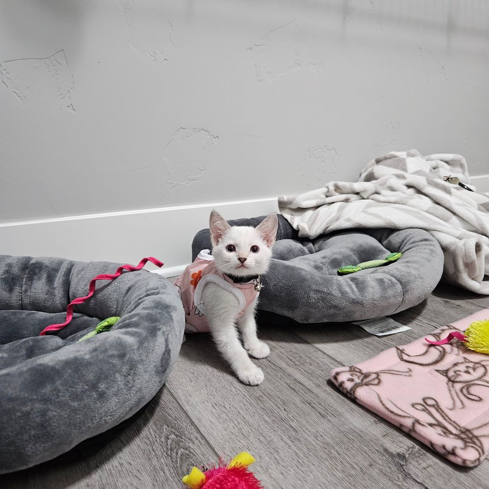 Dew Drop very curious