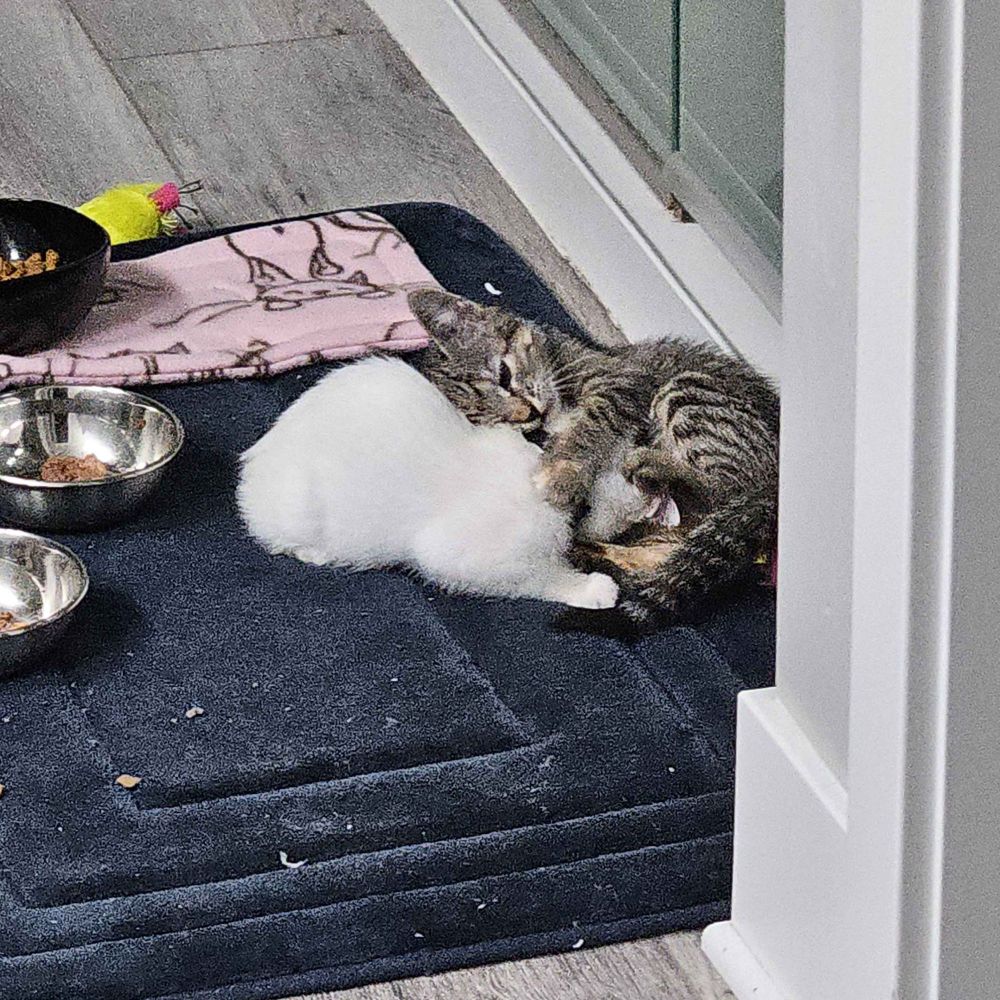 Dew Drop and Marie grooming & playing