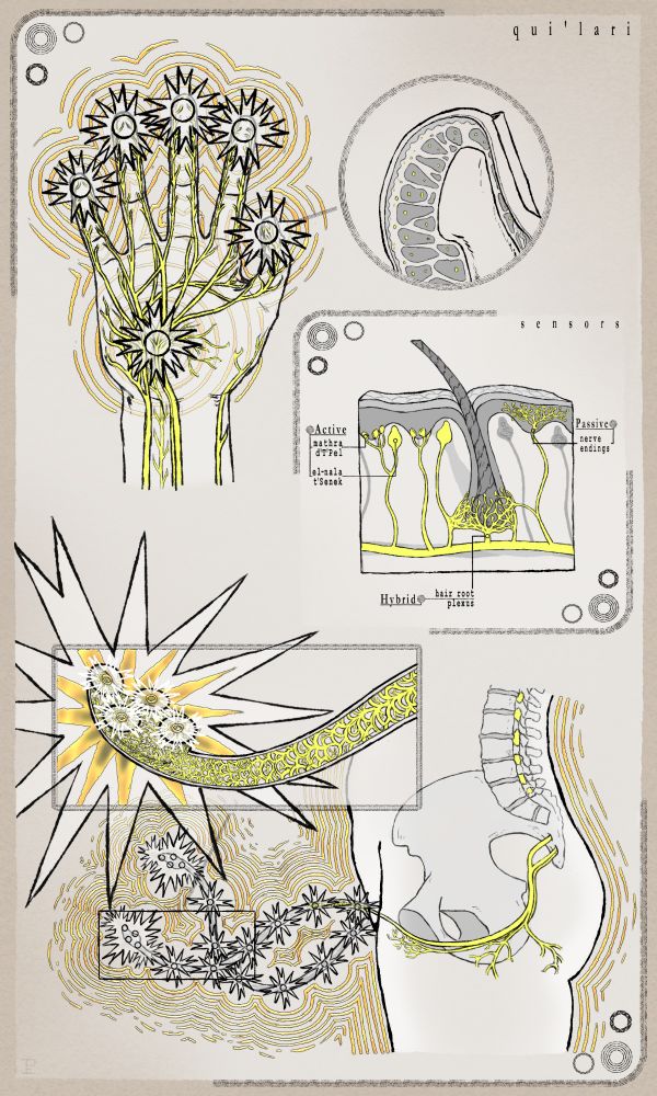 Digital illustration made for the Zine O'biology fic article "With a Mind as Fertile as the Chenesi": A Brief Exploration of the Interrelatedness Between Telepathy and Sexuality of the Vuhlkantra." by CampySpaceSlime and depicting a diagram of the qui'lari in both hand and fra'als. The diagram is divided into two parts, above there is the illustration of the main nerves inside the Vulcan hand and the qui'lari in it marked as stars, behind it you can appreciate the telepathic aura represented by golden waves coming from the qui'lari. Next to the hand there is a zoom in on the thumb where you see the inside of the pad and the nerves inside it. Right below it there is another small panel with the nervous sensors under the skin that are involved in the transfer of kash-tepul and telepathy as a whole. They are the Vulcan equivalent of Meissner corpuscles ("el-nala t'Senek" or Senek corpuscles) and Merkel discs ("mathra d'T'Pel" or T'Pel discs) as active sensors, nerve endings as passive sensors and lastly the hair root plexus as a hybrid sensor that cannot work on its own but it does as a driveway for the kash-tepul. The second part of the diagram, below the first one, is that of the fra'als. In the main illustration of this part you see a genderless lower torso with its fra'als fully displayed, you can appreciate both the spine and part of the hip, as well as the main fra'al nerve that comes directly from the spinal cord through the sacrum, crossing to the frontal part of the body. A greater and wider telepathic aura emanating from both fra'als and the lower torso in gold waves can be appreciated. There is a zoom in on the head of one of the fra'als, where you can see in detail the great quantity of nerves and nerve terminations that compose it, and also a detail of the 4 qui'lari that are differentiated in such a small area as is the little head of a fra'al. In the main fra'al illustration you can observe there are also qui'lari all along the fra'als length.