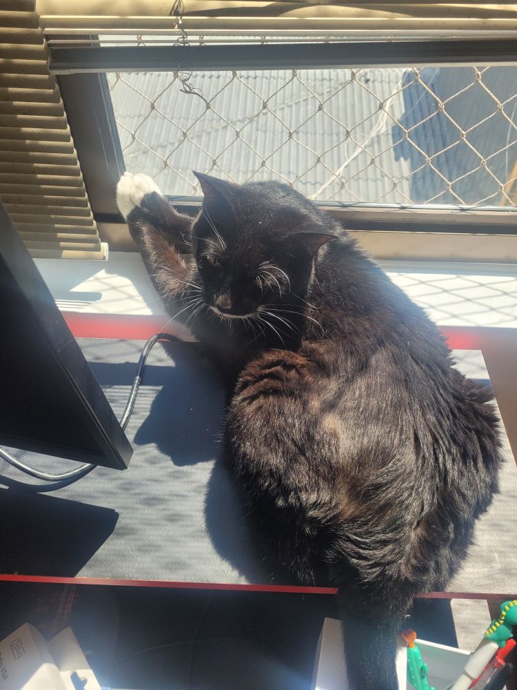 Foto de uma gata frajola deitada sobre uma escrivaninha preta e vermelha, com as patinhas apoiadas no vidro da janela. Ela está tomando um solzinho e olhando para trás, em direção à câmera.