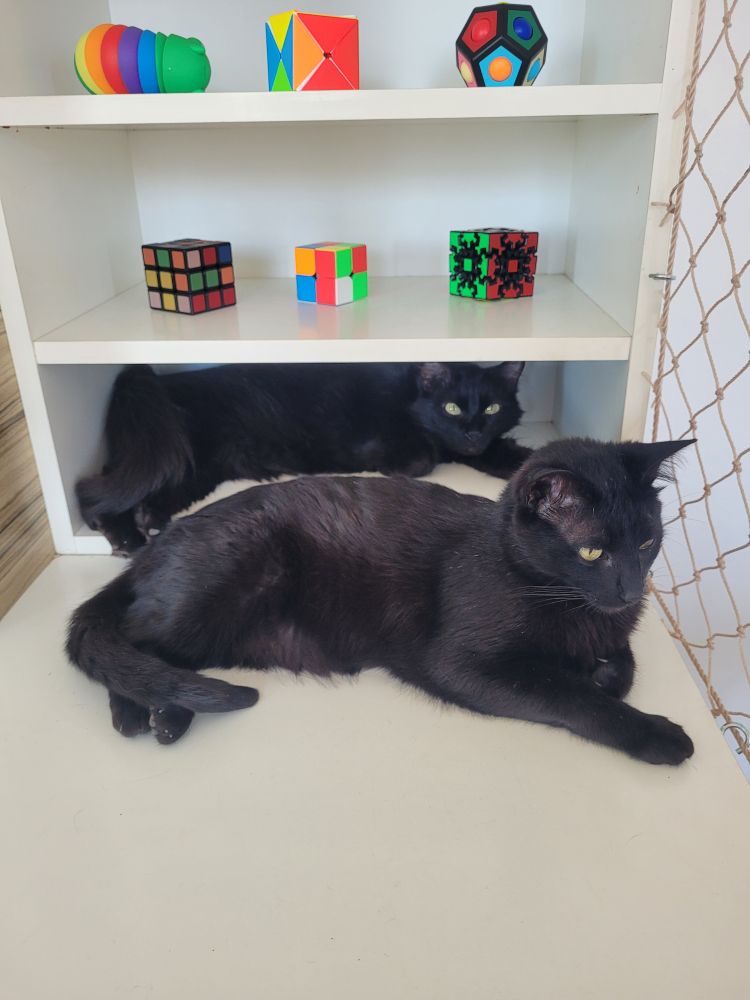 Dois gatos pretos deitados em um armário onde estão diversos tipos de cubos mágicos e stimtoys
