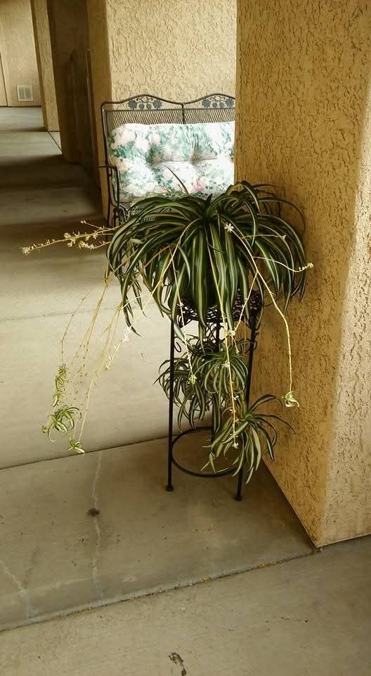 My spider plant from years ago.