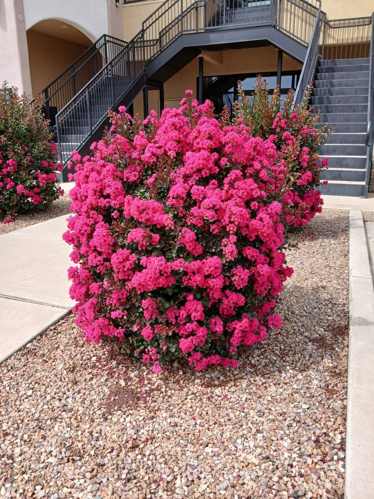 A bush covered in pink/red blossoms lends its beauty to a business courtyard.