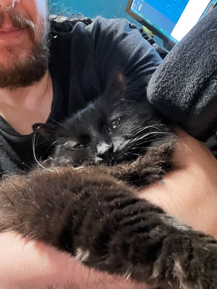 Black cat with white whiskers draping one paw over an arm
