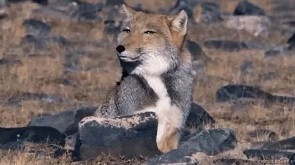 a fox is sitting on top of a pile of rocks .