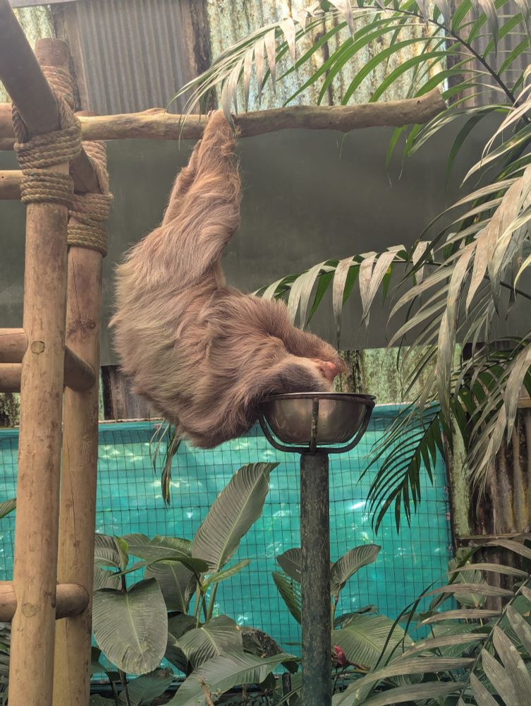 Also sloth