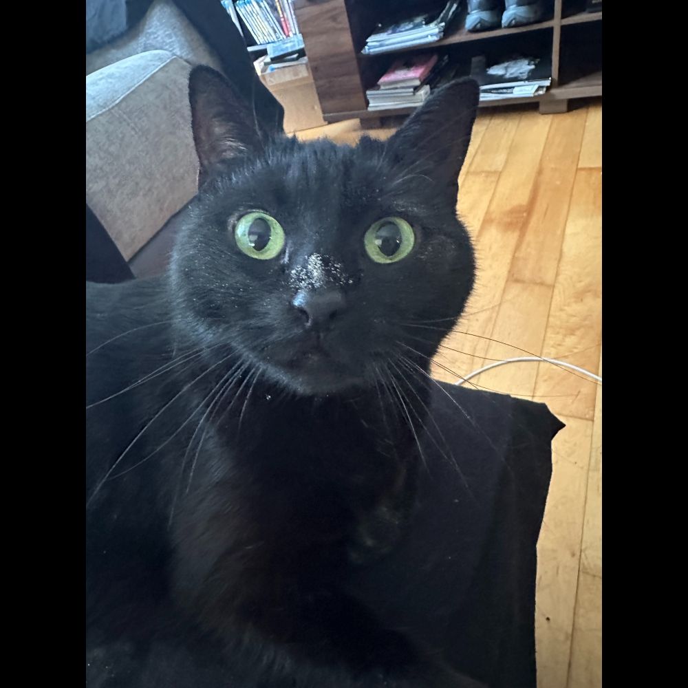my black cat with white powder on his nose
