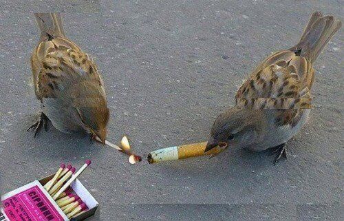 a photo of two small birds on the sidewalk, one with a cigarette in its beak and the other with a lit match
