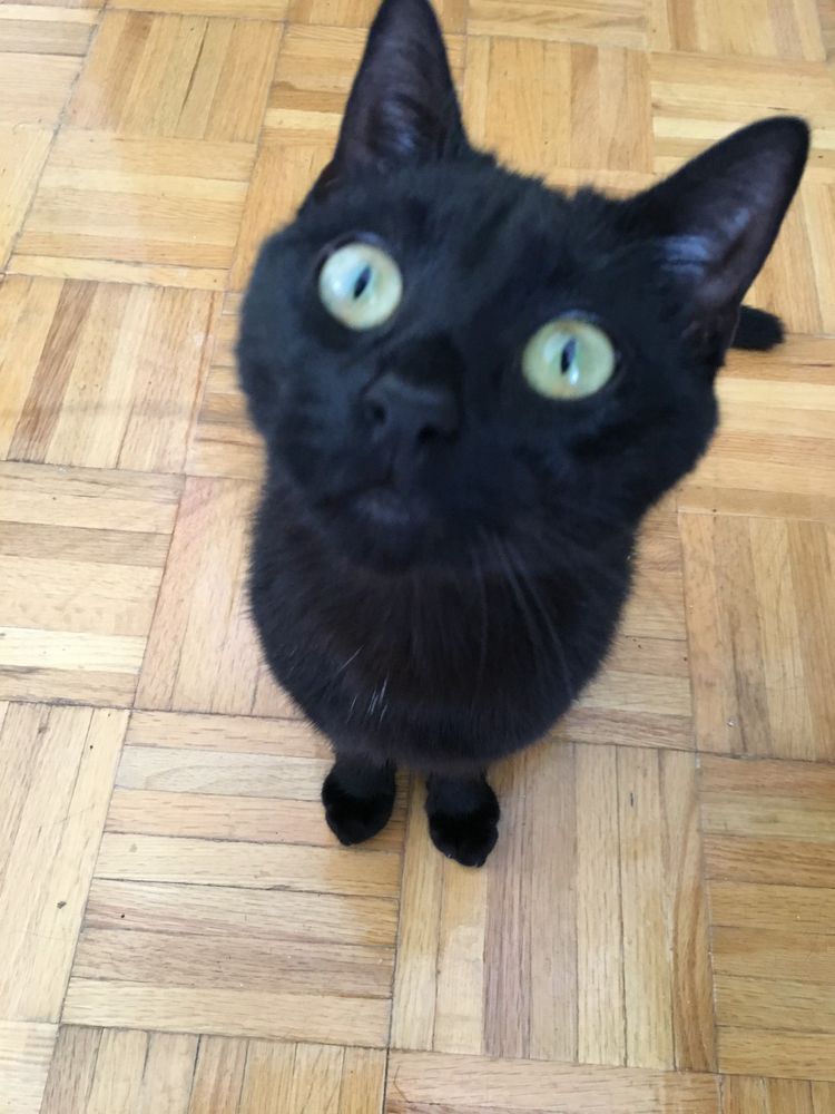 Aces, my black cat