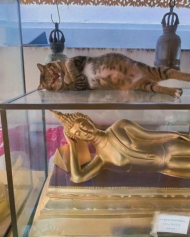 A reclining golden Buddha statute is on display in a glass case. A cat is asleep on top of the case in the same position as the Buddha.
