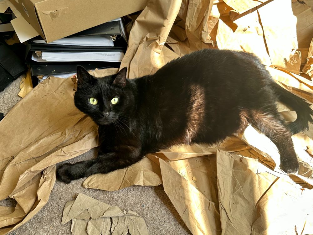 my black cat lying on discarded packing paper with his butt lit up by the sun
