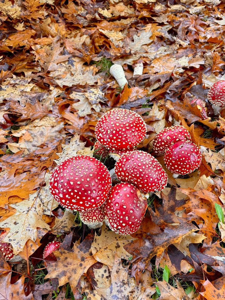 A group of newly grown fly agaric mushrooms with white warts on red caps. Don’t you put ‘em in your mouth. 