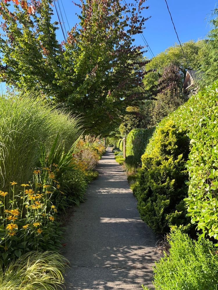 A sidewalk flanked by hedges, flowers, and grasses. 