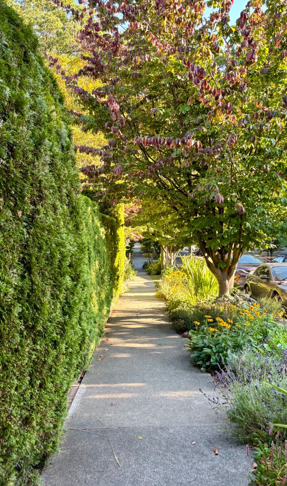 A sidewalk flanked by hedges, flowers, and grasses. 