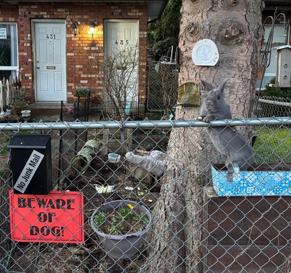A chain link fence hung with a metal mailbox declaring “No Junk Mail” and a bright red sign warning “Beware of Dog!” A grey rabbit jauntily rests their paws on top of the fence, confident and commanding, neither dog nor junk mail. 