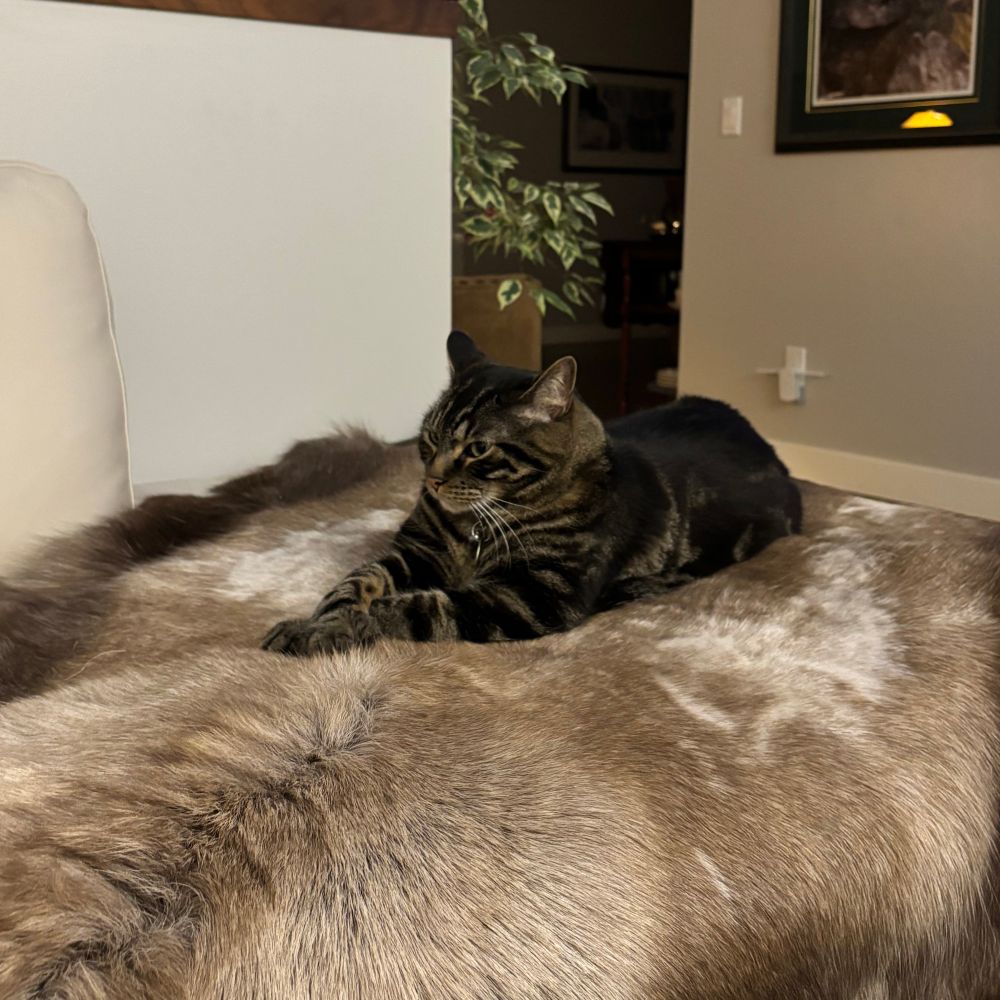 A grey tabby cat on a throw blanket doing his very best impression of Thomas Cromwell as painted by Hans Holbein the Younger. 
