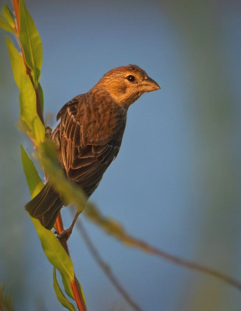 A sparrow perched on a vertical piece of vegetation. Taken at sunset.