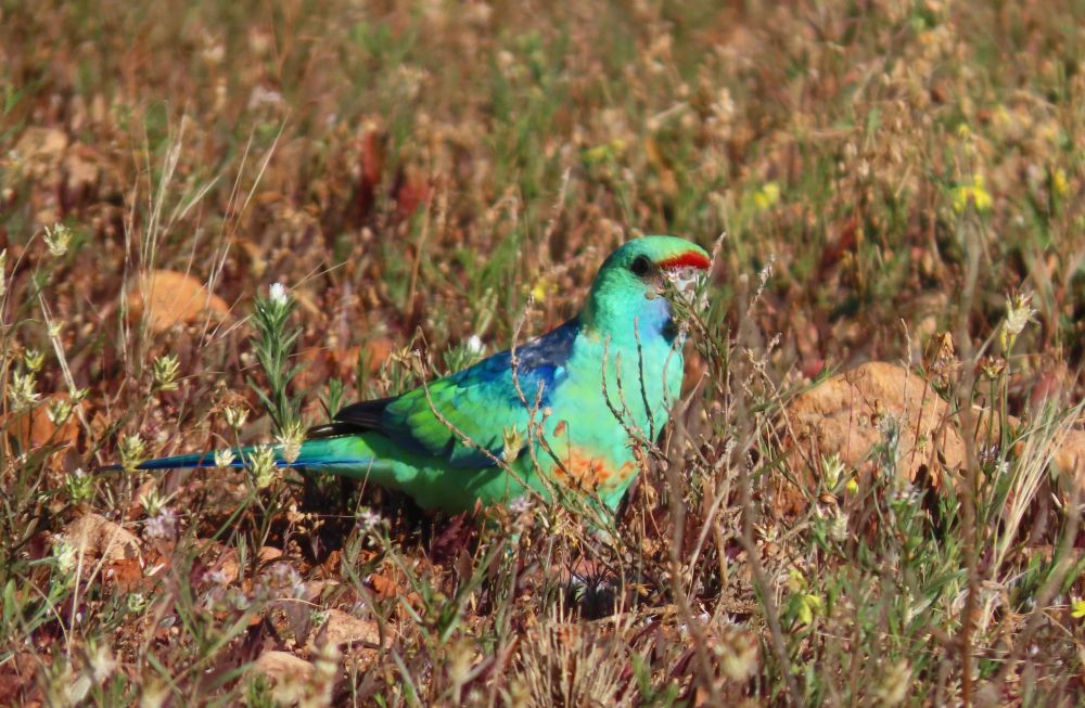 Australian Ringnecks foraging on the ground in Thargomindah  Qld     (Barnardius zonarius)
@fred_od_photo #birds #birdwatching #birding #birdphotography #australianbirds #parrots #WildOz 