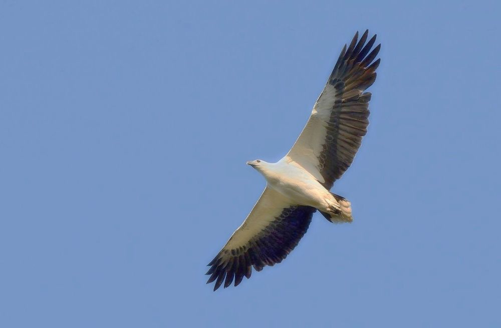 A majestic White-bellied Sea-Eagle soaring over Hinze Dam, Gold Coast Hinterland.  (Icthyophaga leucogaster)
#birds #birdwatching #birding #WildOz #birdphotography #BirdTwitter #australianbirds #raptor 