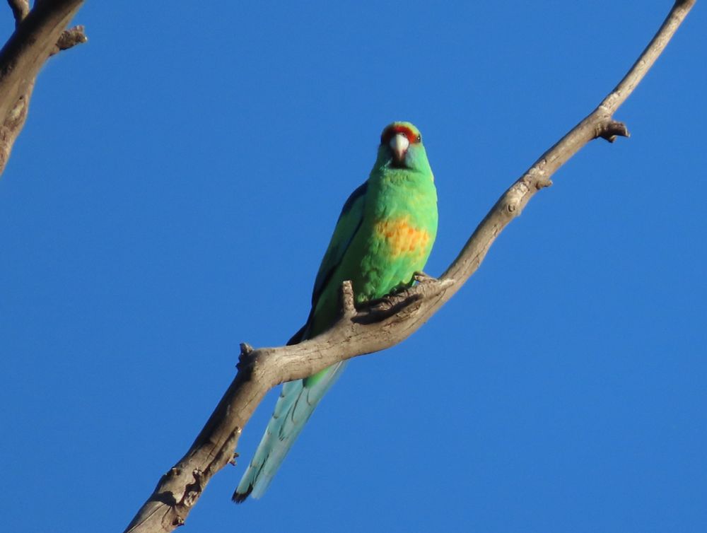 Australian Ringneck greeting the sun on a chilly morning in St. George, Qld     (Barnardius zonarius)
@fred_od_photo #birds #birdwatching #birding #birdphotography #australianbirds #parrots #WildOz 