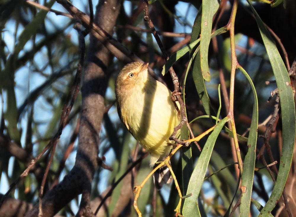 Tiny Weebills foraging in the early morning at Cunnamulla, Qld   These are Australia's smallest birds!
#birds #birdwatching #birding #birdphotography #australianbirds #WildOz