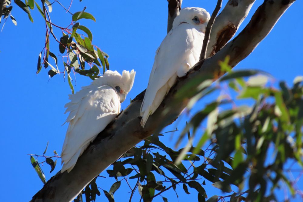 Little Corellas enjoying the winter sun in Goondiwindi, Qld
#birds #birdwatching #birding #birdphotography #australianbirds #parrots #WildOz