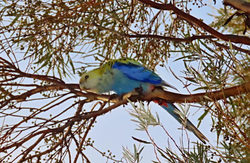 Pale-headed Rosella soaking up the early morning sun in chilly Mitchell, Qld
#birds #birdwatching #birding #birdphotography #australianbirds #parrots #WildOz