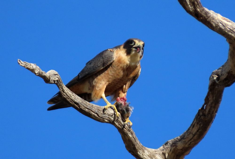 An Australian Hobby with a very unfortunate Noisy Miner, taken from above while flying      St George, Qld
#birds #birdwatching #birding #birdphotography #australianbirds #raptor #WildOz #OzBirds