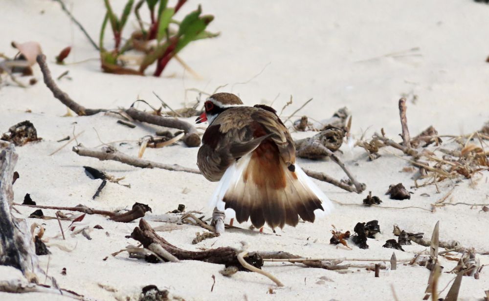 Black-Fronted Dotterel came within a few metres of me, repeatedly dropping one wing down and fanning out its tail with its back to me. Possibly, it had a mate with a nest in the area and was trying to lure me away with distraction behaviour 
#birds #birdwatching #birding #birdphotography #australianbirds #parrots #WildOz #OzBirds