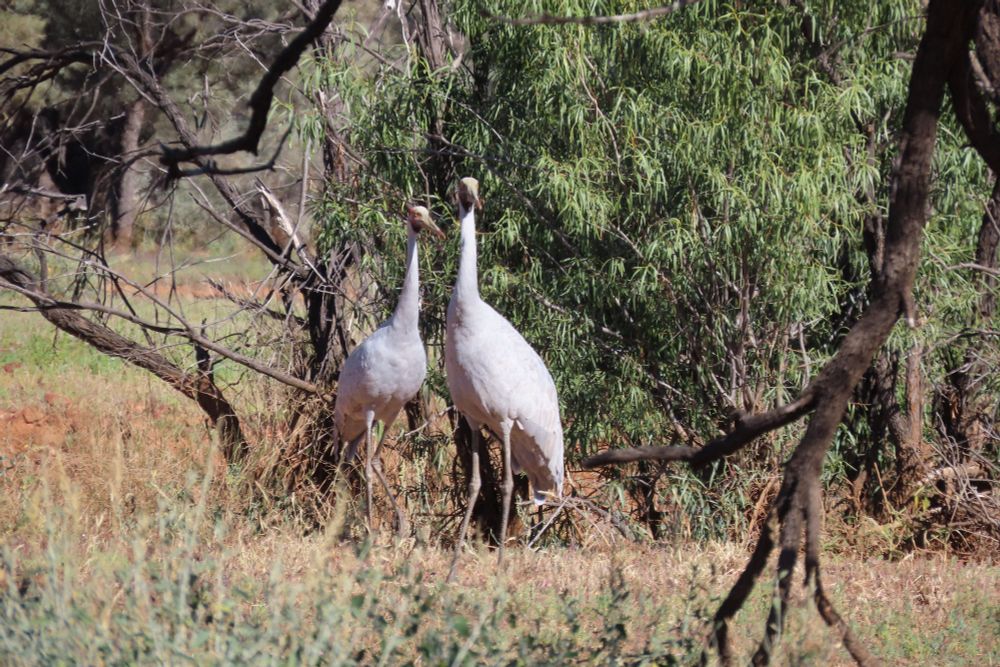 An elegant pair of Brolgas sighted west of Eulo this morning near the Paroo River  (Antigone rubicunda)
@fred_od_photo
 #birds #crane #wildoz #birdphotography #AustralianBirds