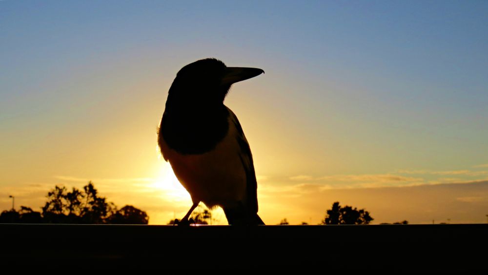 Pied Butcherbird greeting the new day.
(Cracticus nigrogularis)
#birds #birdwatching #birding #birdphotography #australianbirds #parrots #WildOz #OzBirds