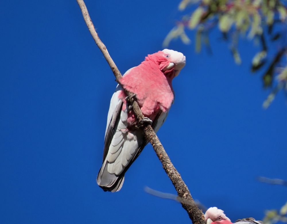 Galahs warming themselves in the Winter sun...
Miles, Qld   
@fred_od_photo #birds #birdwatching #birding #birdphotography #australianbirds #parrots #WildOz 