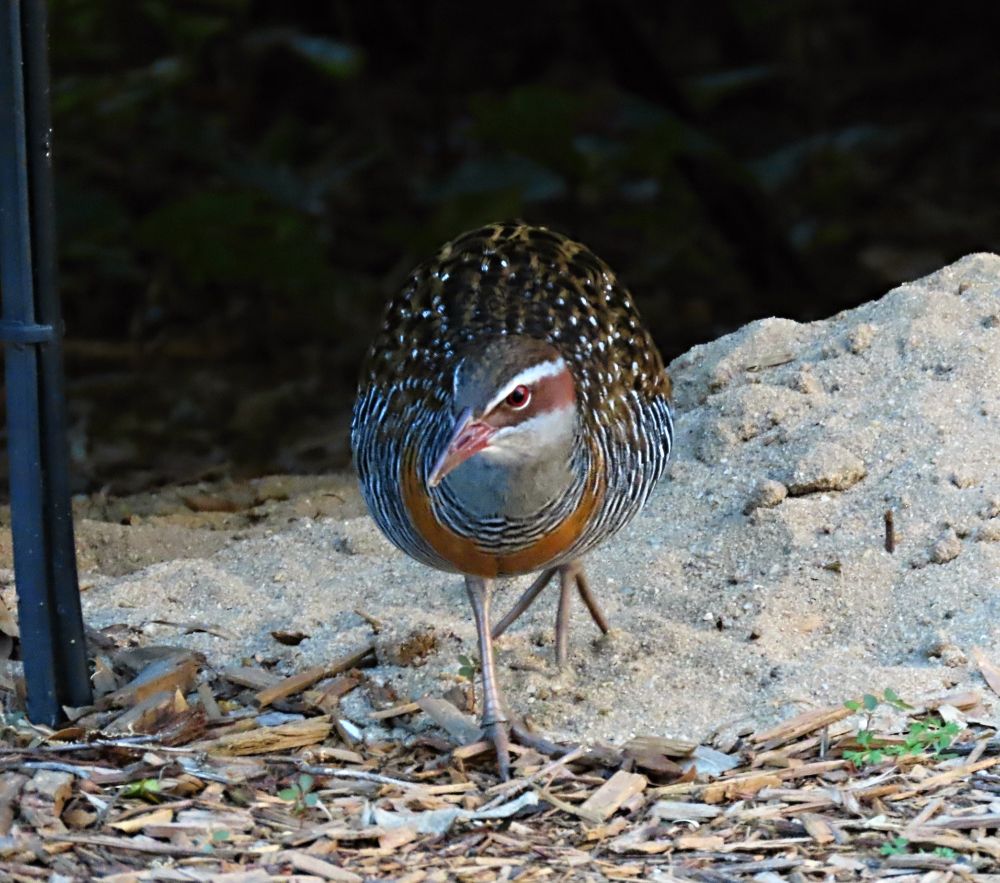 The local Buff-banded Rail on his daily visit to my backyard. (Hypotaenidia philippensis) 🪶
#birds #birdwatching #birding #birdphotography #australianbirds #WildOz #BirdsOfBluesky #Waterbirds