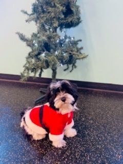 Black and white havanese puppy in Santa costume