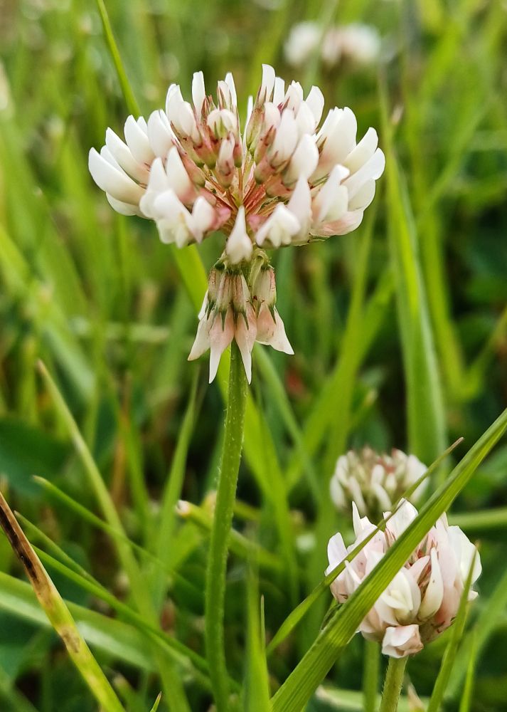 White Clover, Trifolium repens, being unnecessarily dramatic, rising out of the grass stems like the White Queen from a stage trapdoor.