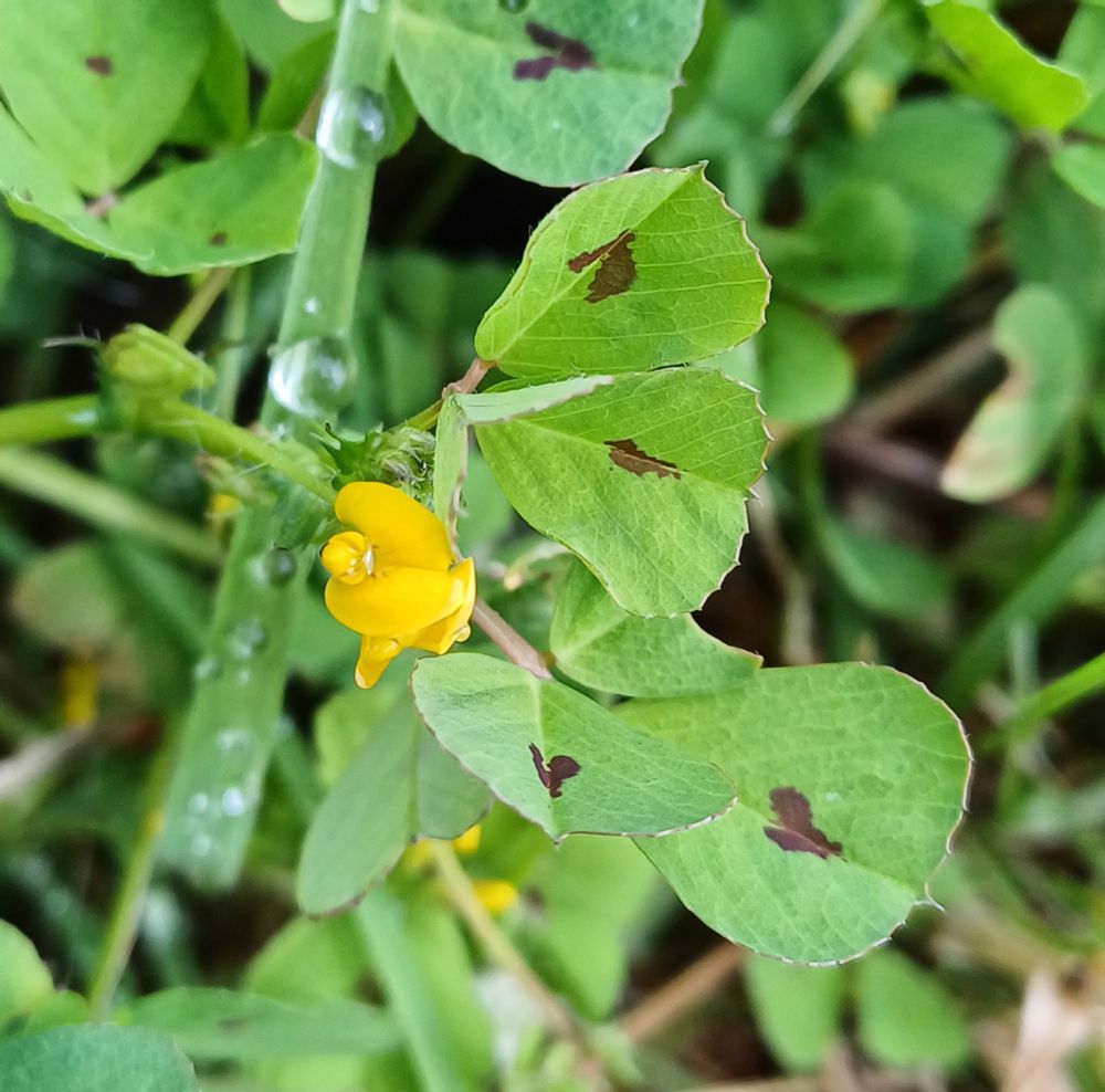 Spotted Medick, Medicago arabica, a little yellow flower surrounded by wide green leaves each with a heart-shaped brown spot in the centre.