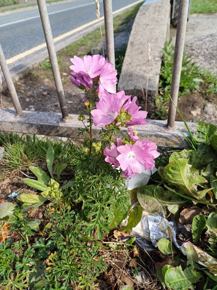 Big frilly pink flowers and leaves like delicate green lace grow out of  dead leaves and litter next to a concrete barrier and metal railings