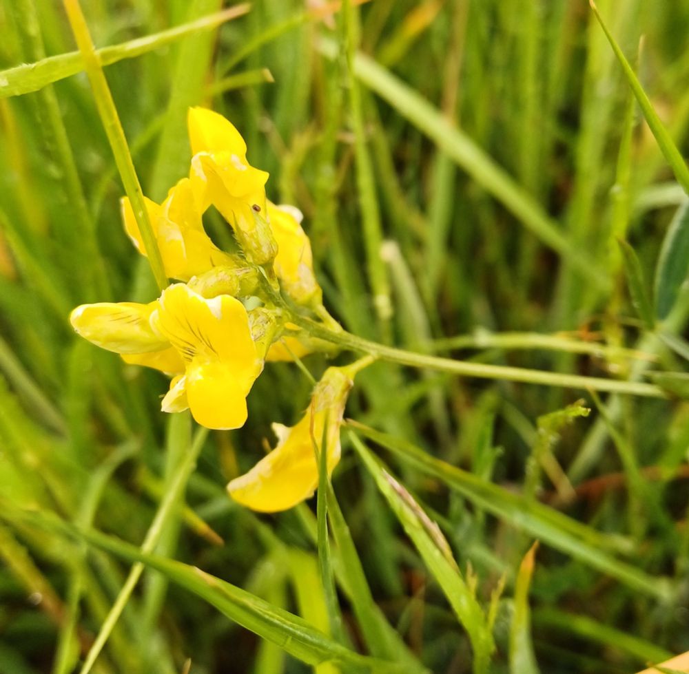 Meadow vetchling, Lathyrus pratensis, a bouquet of yellow flowers held delicately at the end of a long stem.