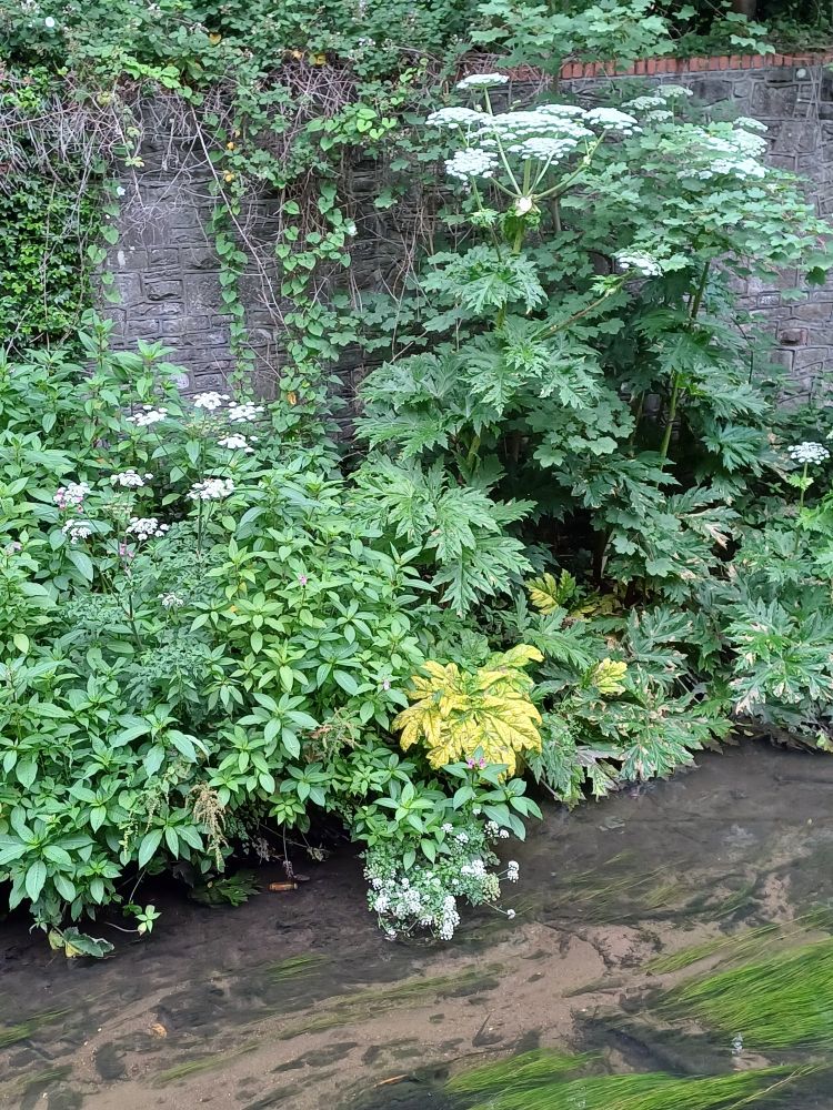 A lot of green plants growing near a riverbank, including the white frothy flowers of Hogweed, Hemlock Water-dropwort and Giant Hogweed towering over them all.
