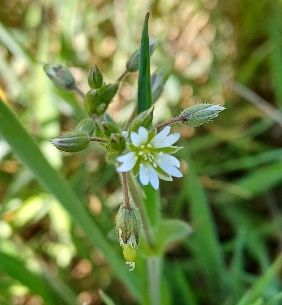 Common Mouse-ear - one tiny white flower and several buds amongst blades of grass.