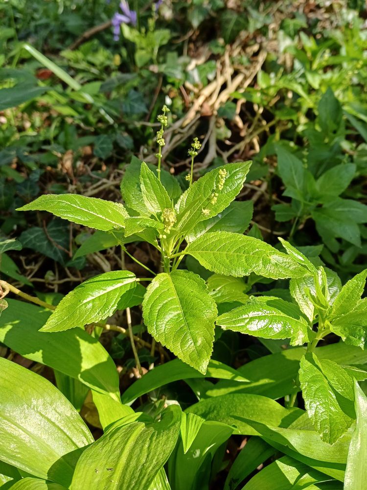 Quietly green leaves of Dog's Mercury