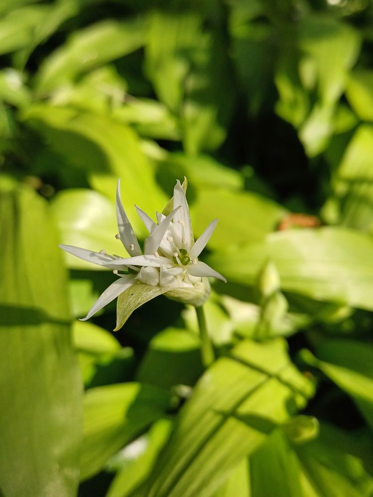Two flowers of Wild Garlic emerging like white stars