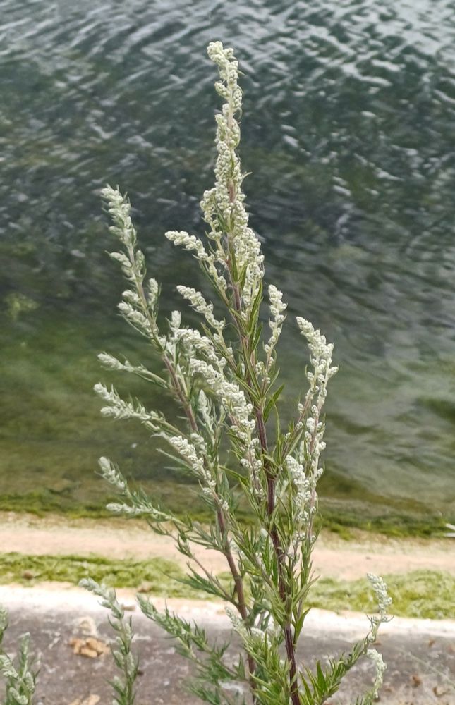 Common Mugwort (Artemisia vulgaris) - slender white fronds of flowers showing up against dark water behind.