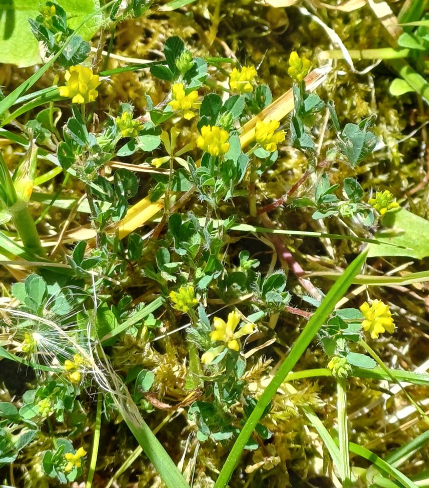 The even tinier yellow flowers of lesser trefoil, dwarfed by grass blades.