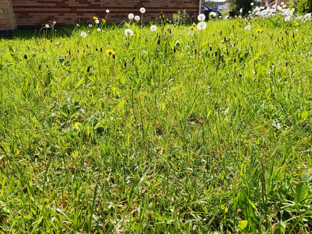 A grass-level view across a cheerfully messy lawn topped with lots of round fuzzy dandelion seed heads