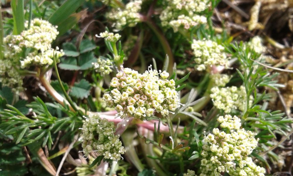 Honewort (Trinia glauca) - pink stems, needle-like leaves, heads rather like a cauliflower.