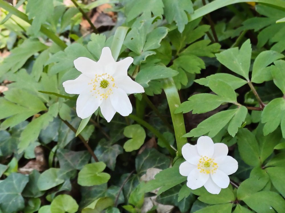 Two white wood anemones on a background of green leaves.
