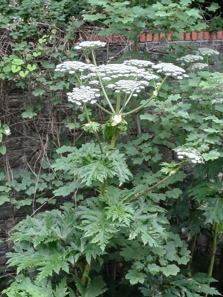 Giant Hogweed, Heracleum mantegazzianum. Massive white umbrella-like flowers and huge spiky leaves growing next to a grey wall. Couldn't possibly look like anything else as nothing else looks this much like a Triffid that is considering eating you.